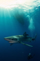   Shark dive Pico Azores  